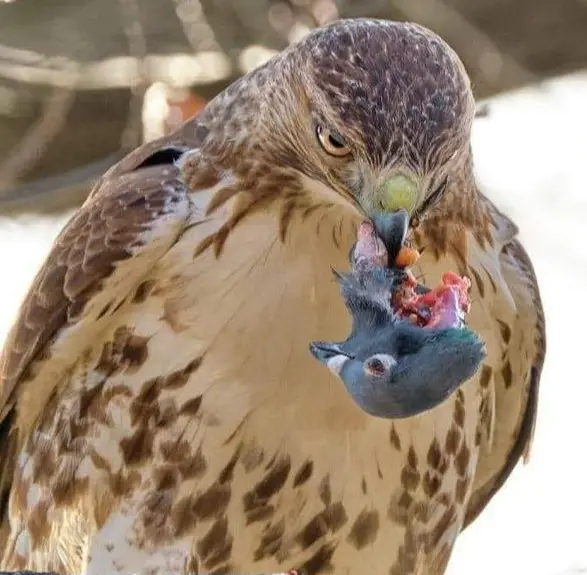 Halcón con cabeza de paloma en el pico : r/natureismetal