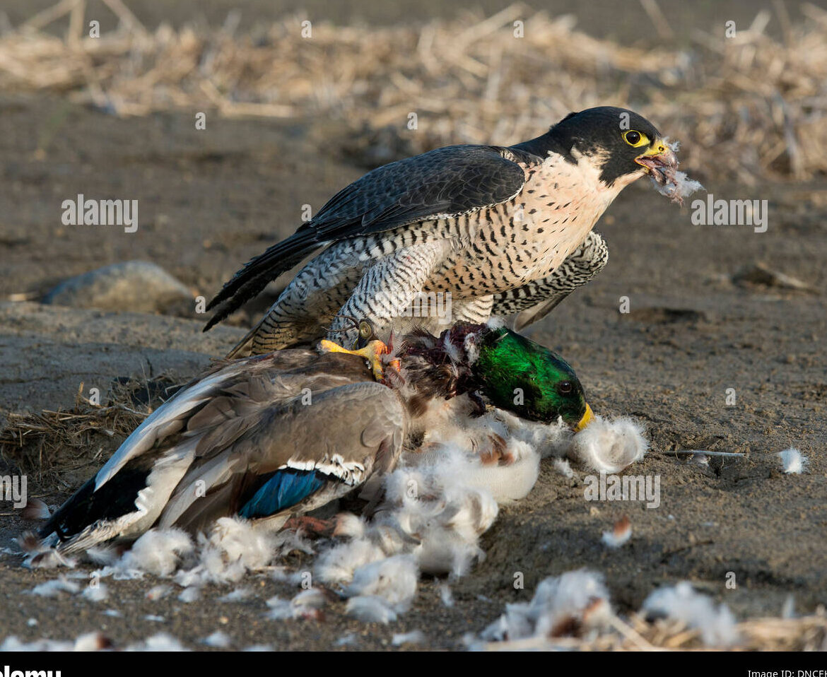 Halcón comiendo imágenes de stock y fotografías en alta resolución - Alamy