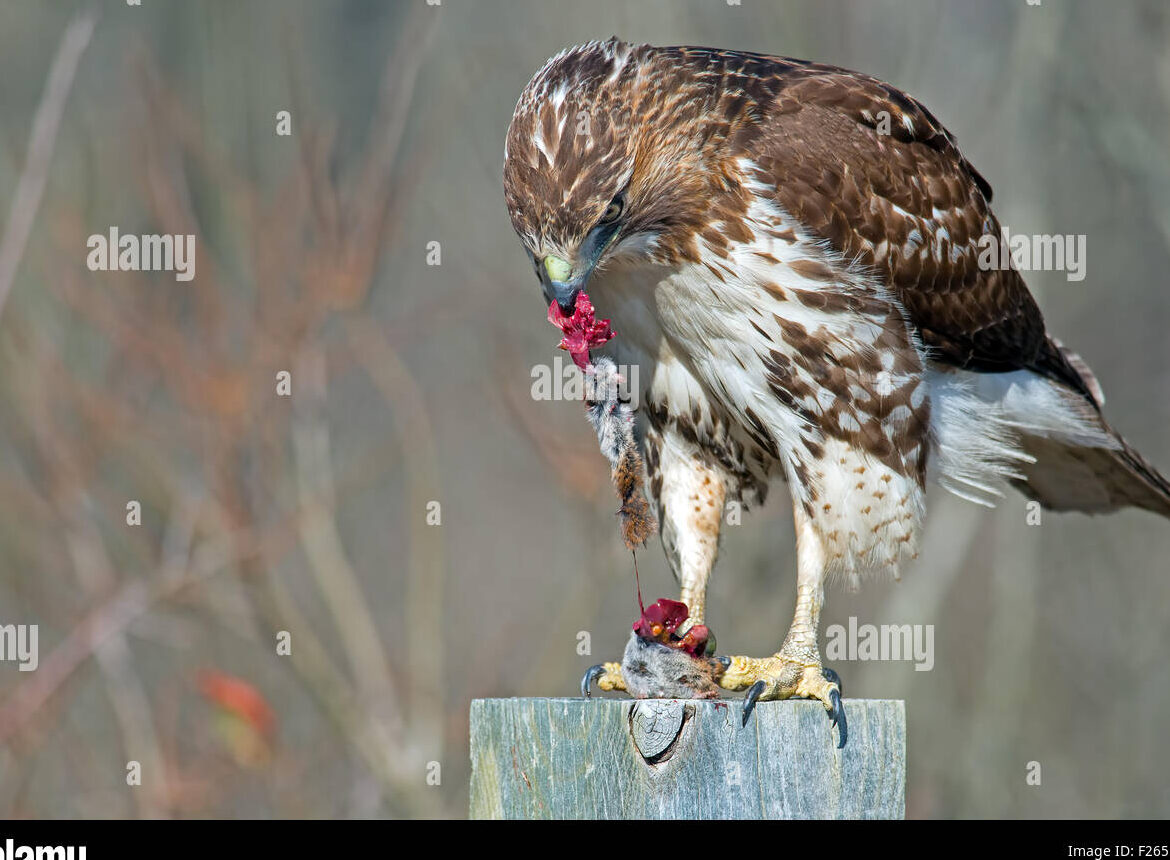 Halcón comiendo imágenes de stock y fotografías en alta resolución - Alamy