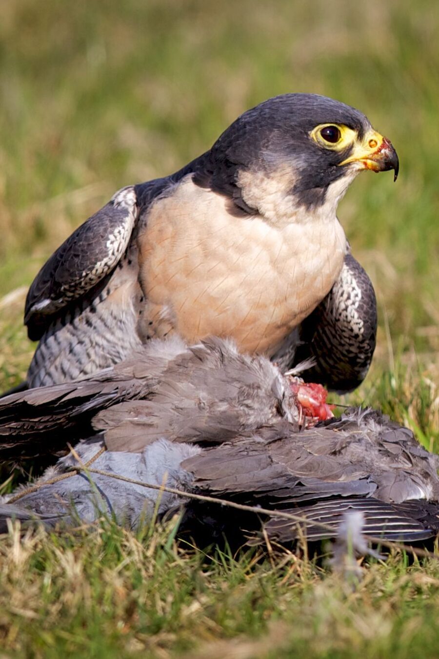 12 cosas que más les gusta comer a los halcones peregrinos (dieta y datos)