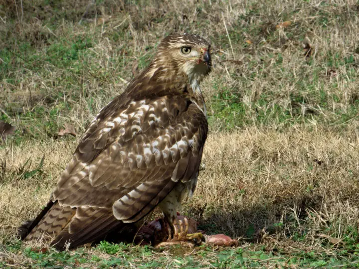 Halcón comiendo una zarigüeya en el suelo |