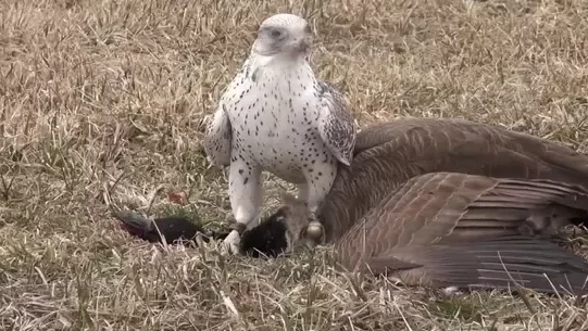 ¿Qué comen los halcones?