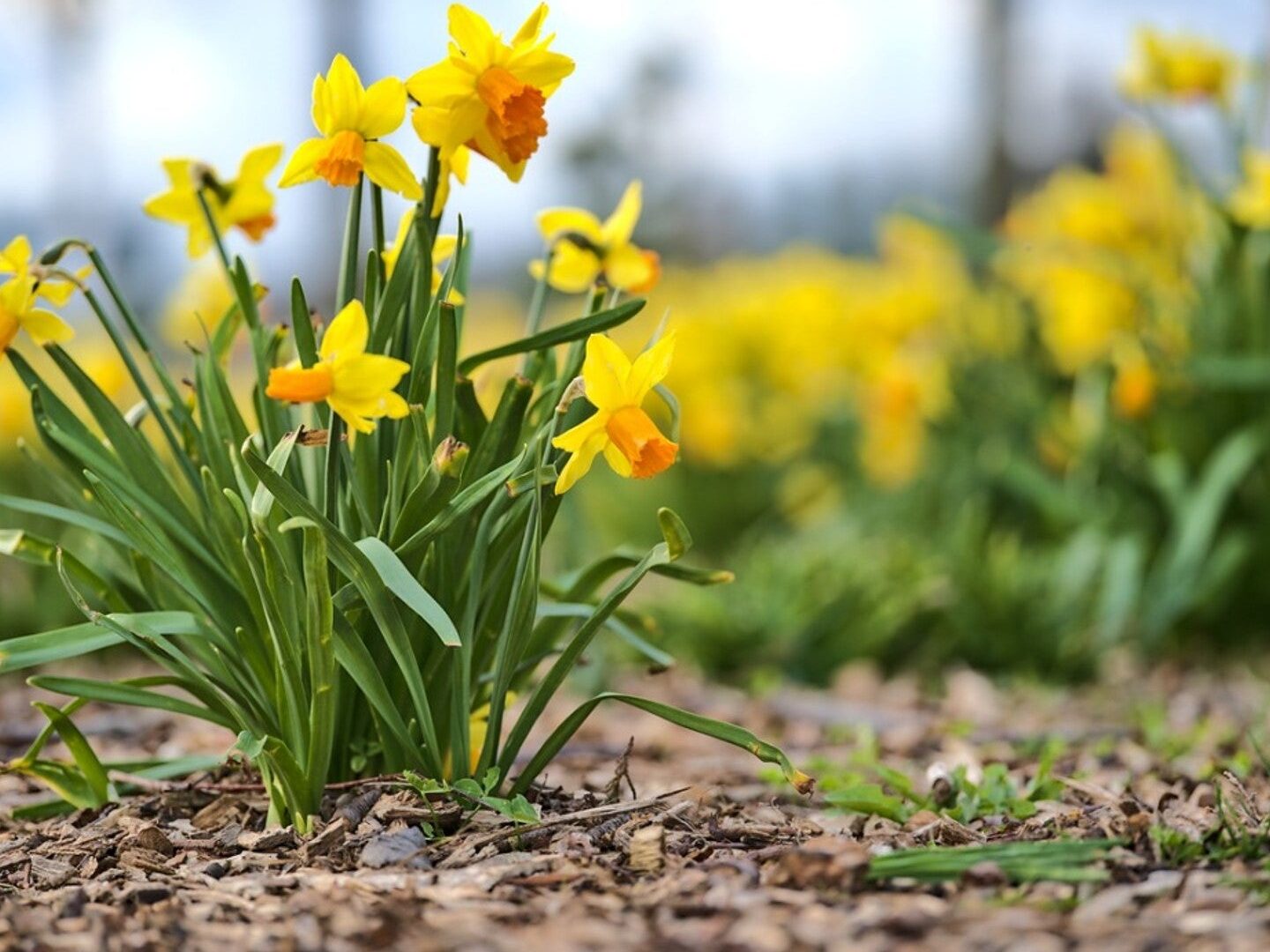 Por qué los narcisos no florecieron, pero podrían hacerlo la próxima primavera...