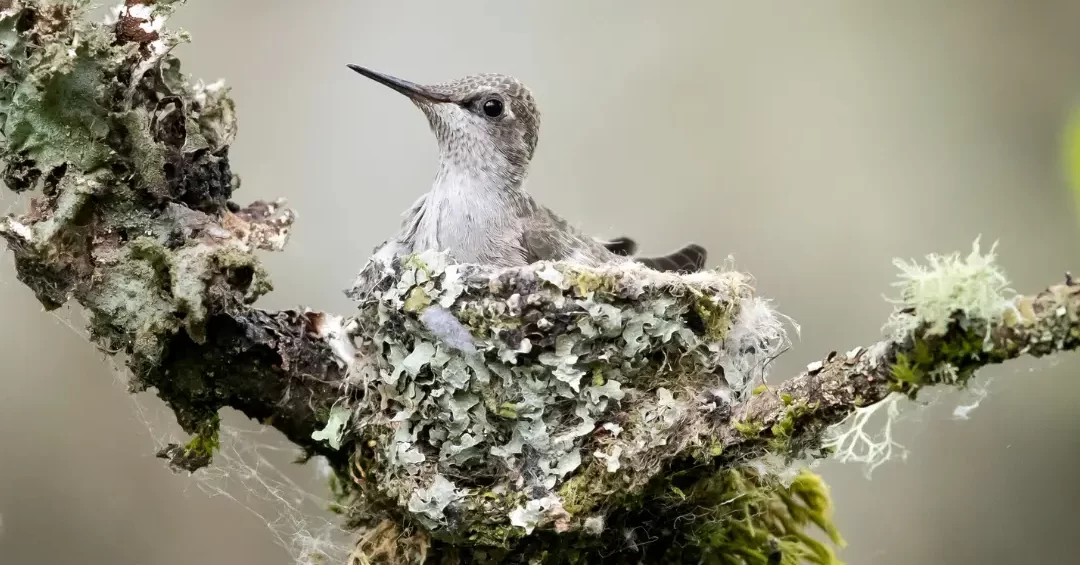El nido del colibrí: la pequeña maravilla de la naturaleza |
