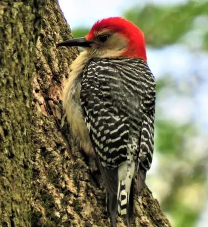 Informe de observación de aves en Central Park