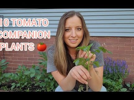 Las 10 mejores plantas complementarias de tomate |