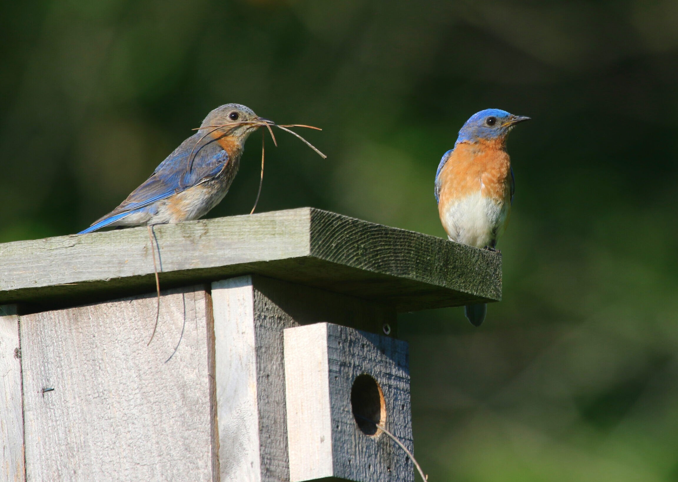 Etapas de la vida de los pájaros azules - Cedar Run Wildlife Refuge