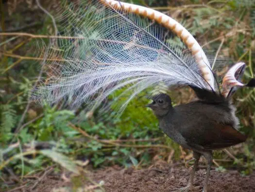 Criatura absurda de la semana: El pájaro que hace cosas increíbles ...