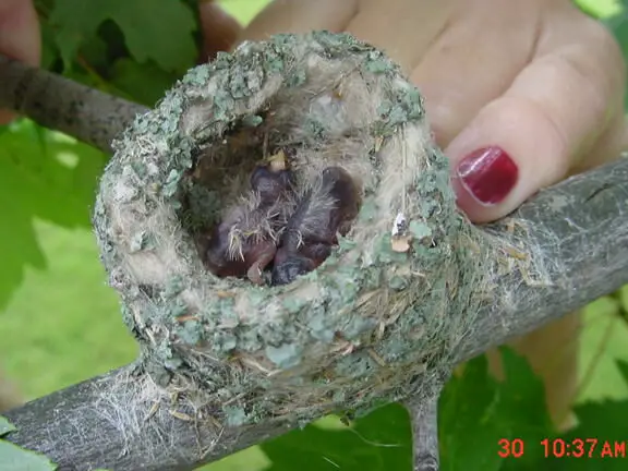 ¿Qué tan pequeño es un nido de colibrí?