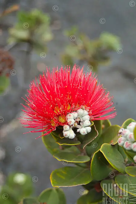 Flor de Ohi'a Lehua en el cráter Kilauea Iki, Isla Grande |