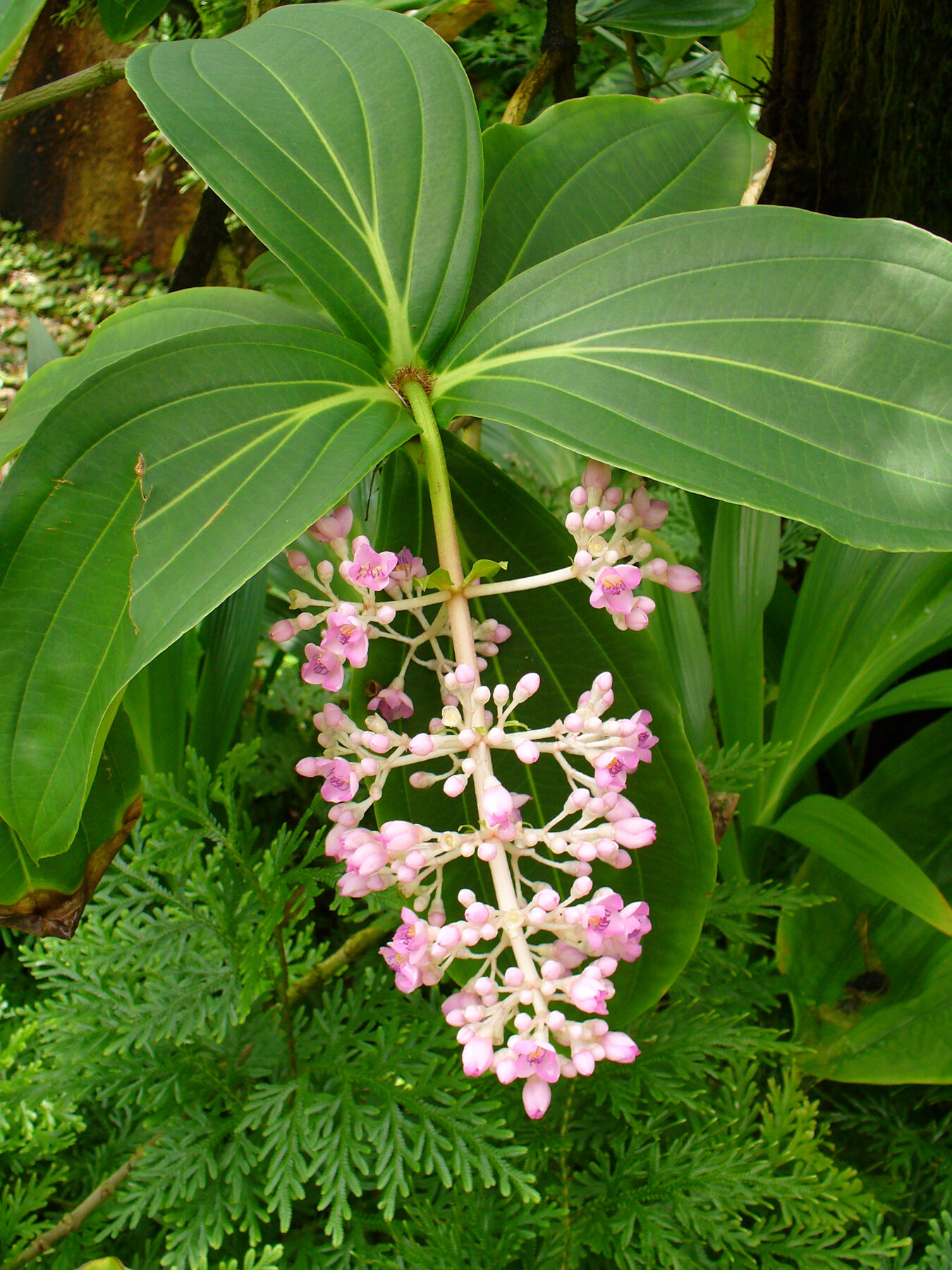 Medinilla myriantha - Wikipedia