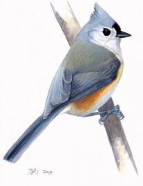 Identificación del tono y del canto de los pájaros – Guías Sibley