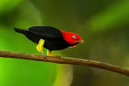15 aves interesantes que no conocías - Earth.com