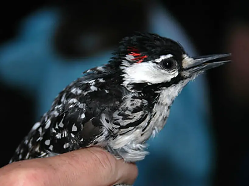 Cómo los militares ayudaron a recuperar el pájaro carpintero de cresta roja: NPR