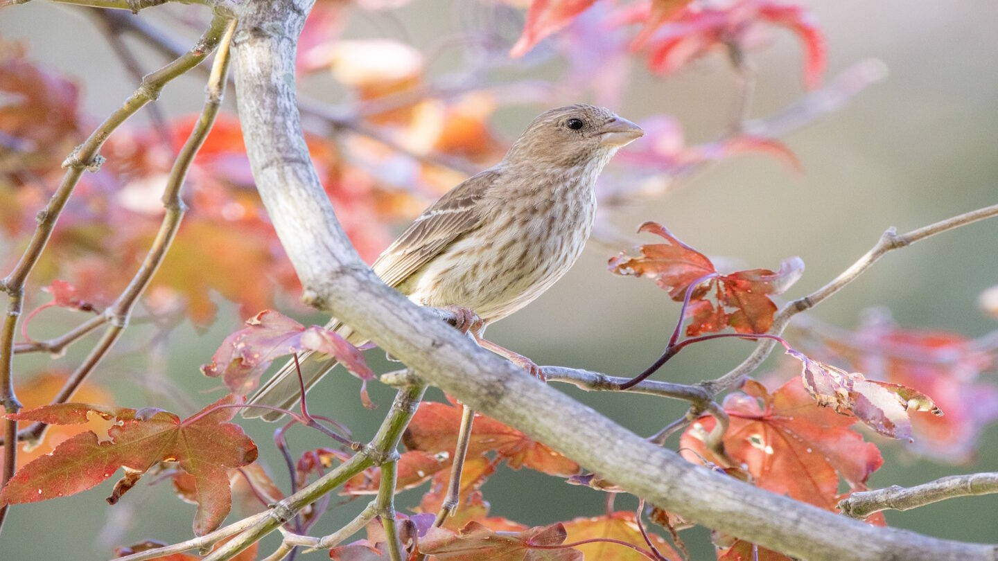 Los mejores árboles para la vida silvestre: 10 especies de árboles que la vida silvestre del jardín adorará |