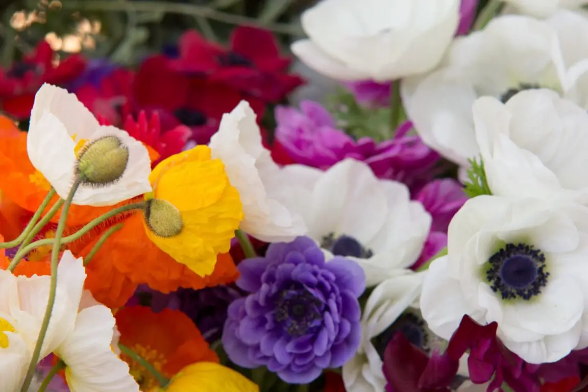 Anémona - Flores - Contenido destacado - Con cariño