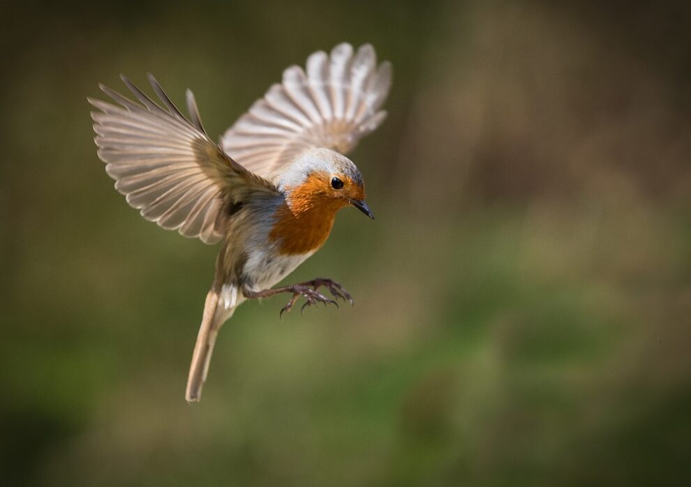 Aquí se explica cómo reconocer las aves de principios de primavera.