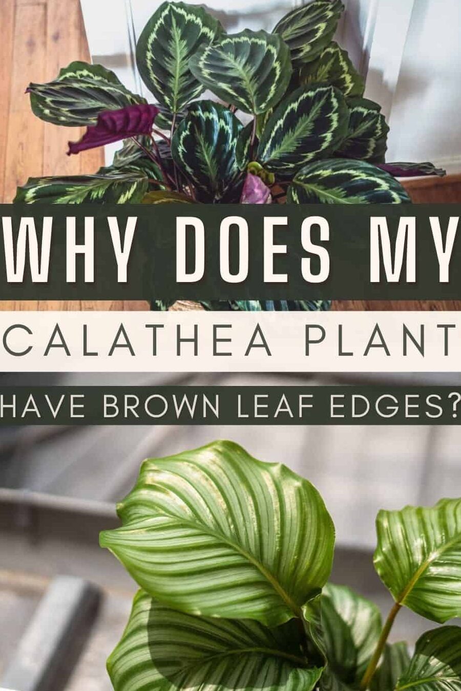 ¿Por qué mi Calathea tiene las puntas marrones en los bordes de las hojas?