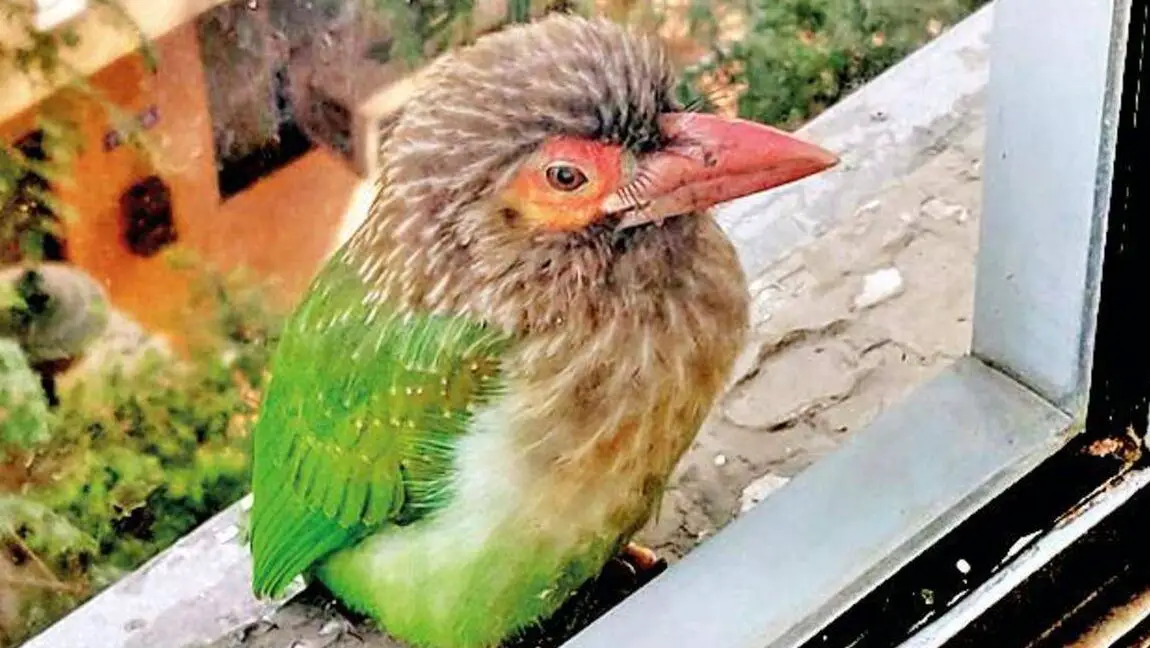 ¿Están los pájaros volando hacia y contra sus ventanas?