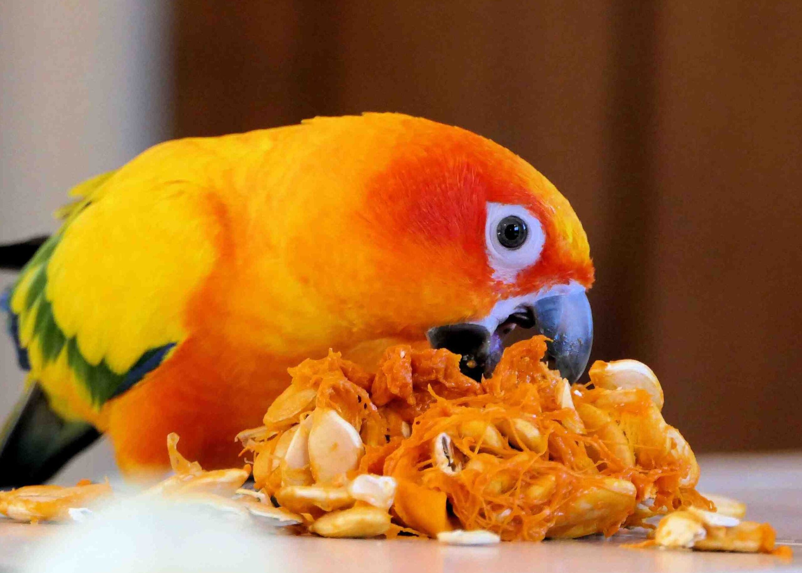 Lista de alimentos seguros y tóxicos para los loros |