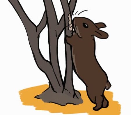 Alimentar a los conejos salvajes: lo que se debe y lo que no se debe hacer