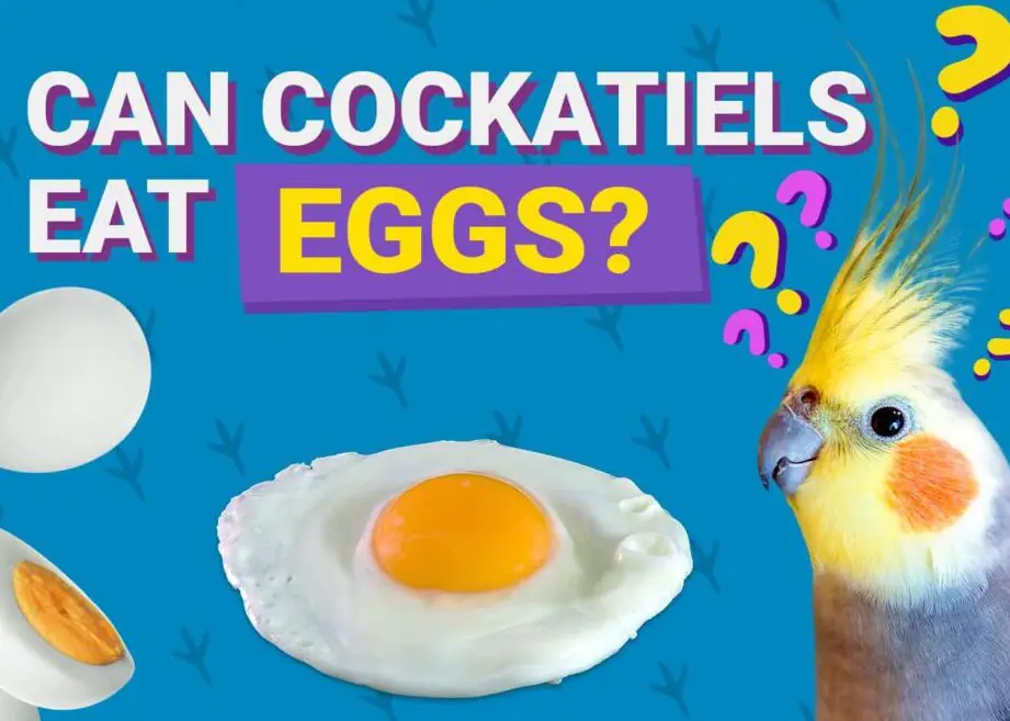 ¿Pueden las cacatúas comer huevos?