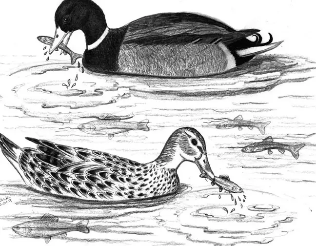 ¿Qué comen las águilas pescadoras?