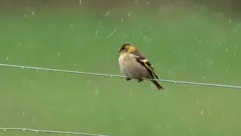 ¿Los pájaros comen quinua?
