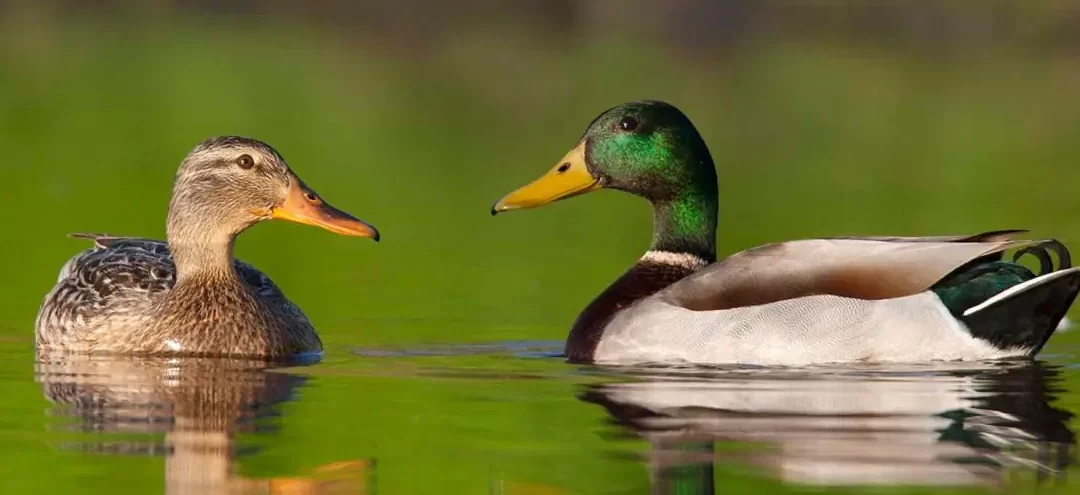 Cómo y cuándo alimentar a los pájaros en su jardín