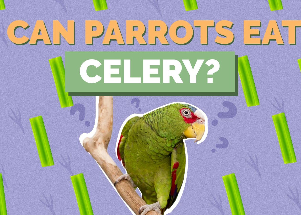 ¿Pueden los loros comer apio?