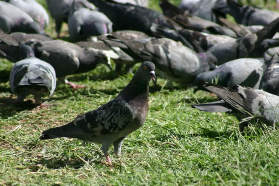 Los pájaros no explotan al comer arroz ~ Lo que realmente sucede - HubPages