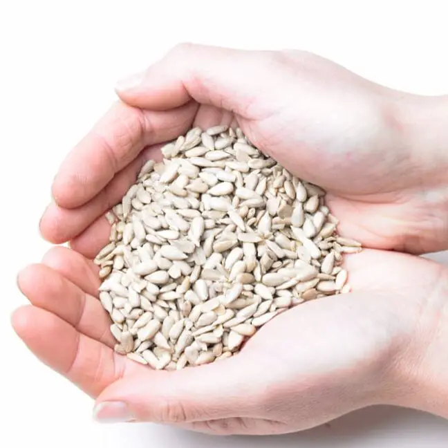 Avena arrollada para pájaros - Alimento para pájaros con avena |