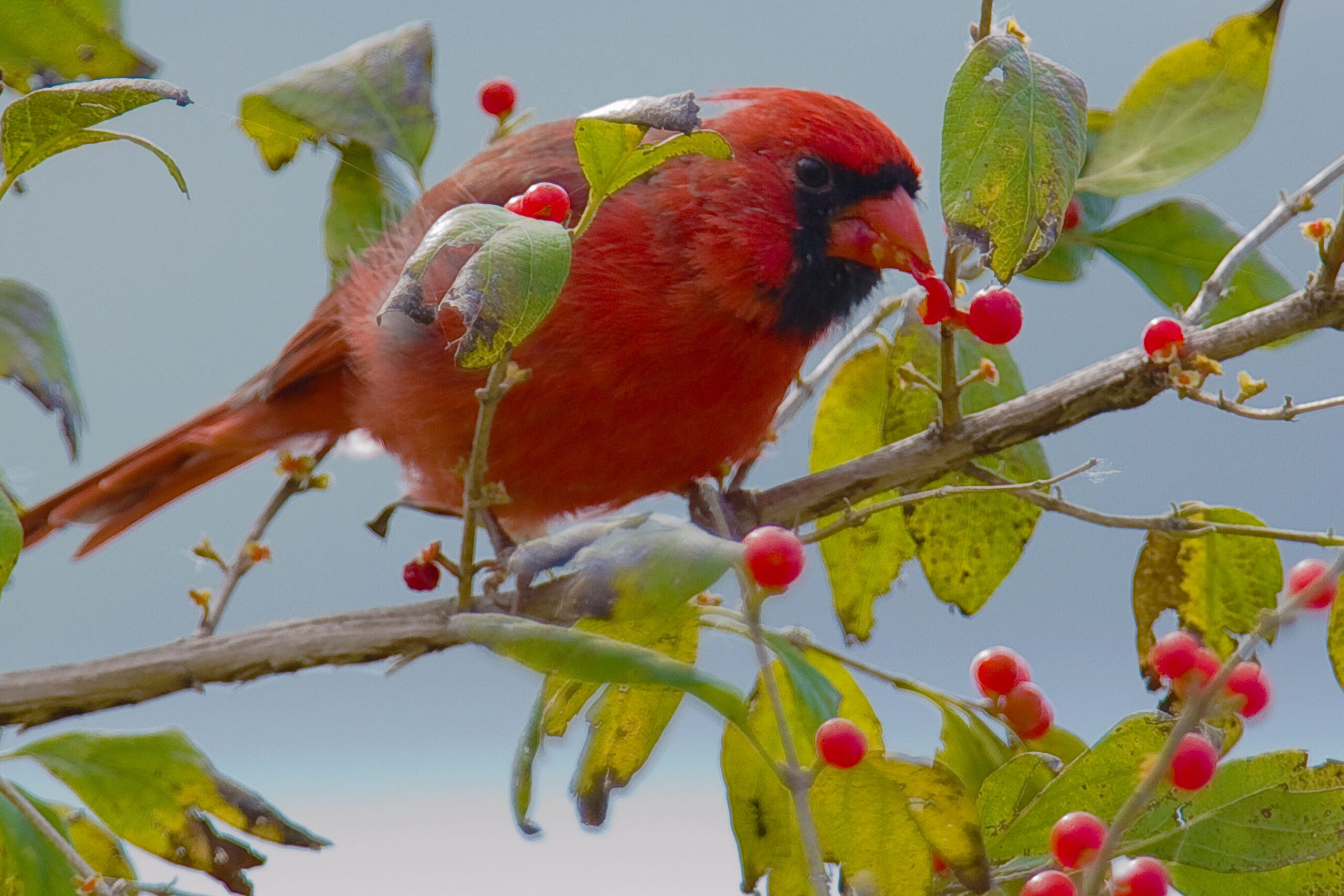 Bayas de invierno para las aves - Blog de la Federación Nacional de Vida Silvestre