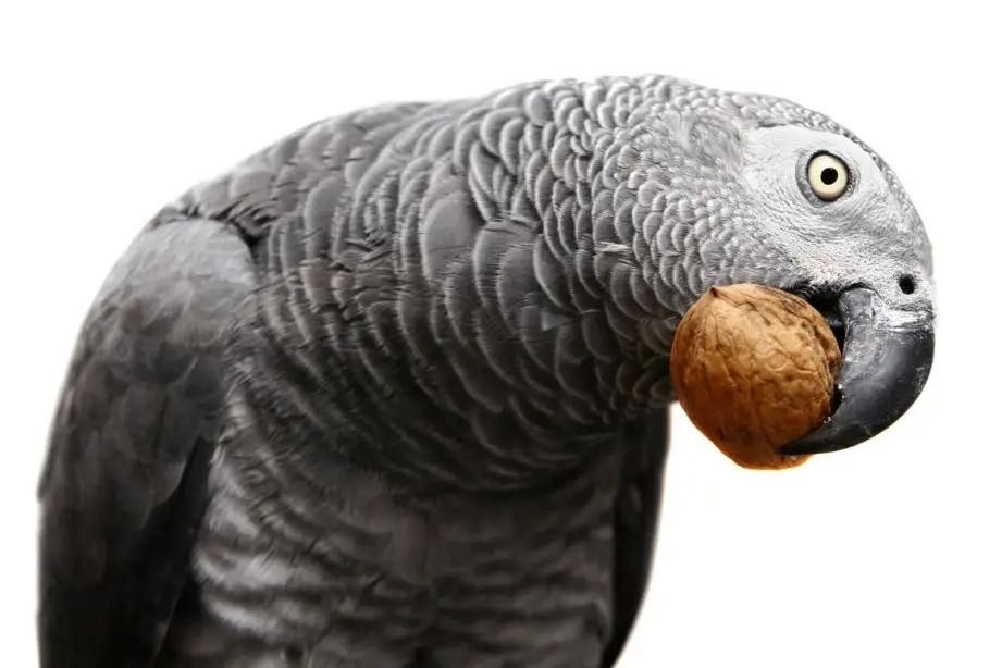 ¿Qué puedo alimentar a mi loro? Parte 2 - Loros del Norte