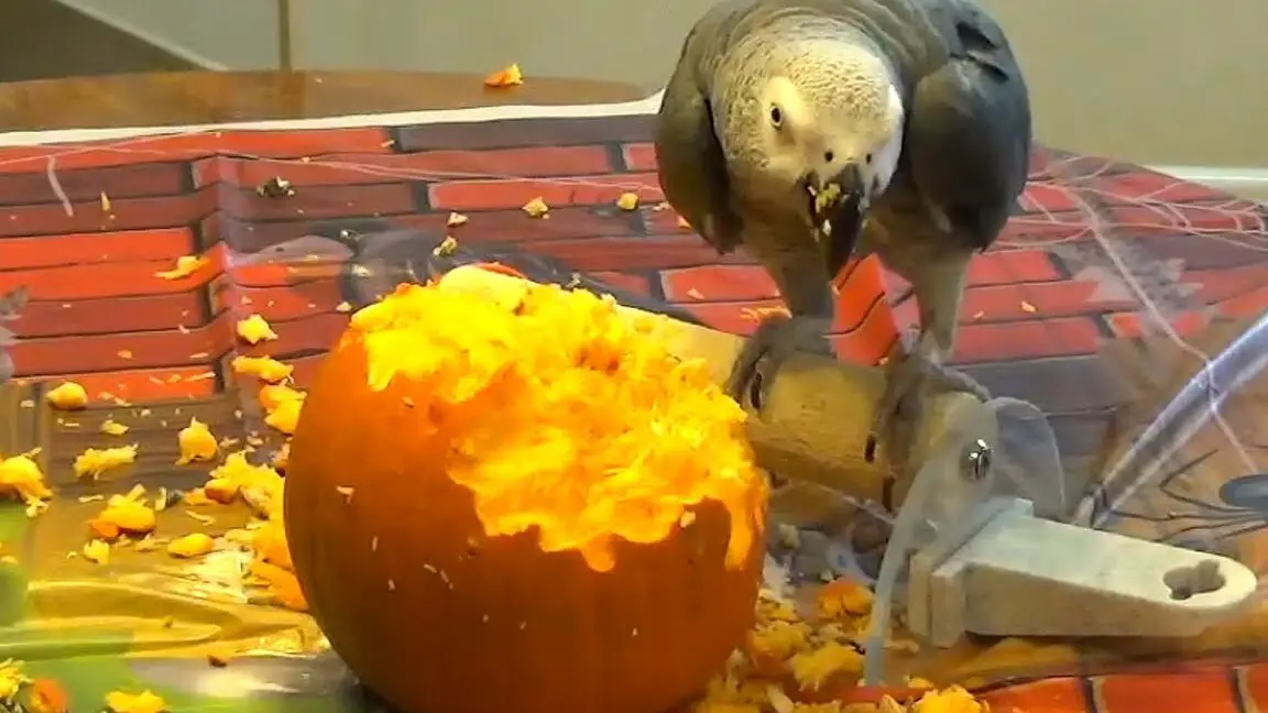 Loro no puede contener la felicidad tras descubrir las semillas de calabaza
