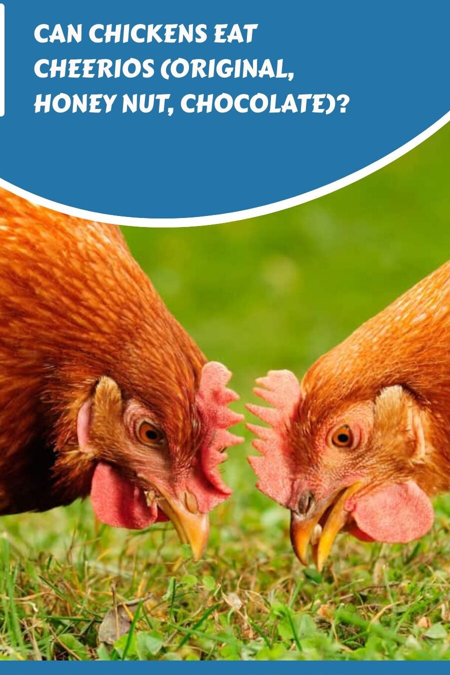 ¿Pueden las gallinas comer Cheerios (original, miel y chocolate)?