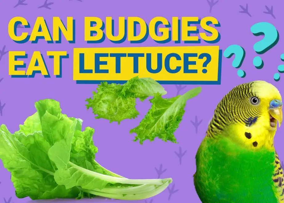 ¿Pueden los periquitos comer lechuga?