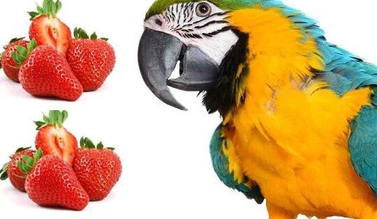 Por qué las fresas son saludables para los loros