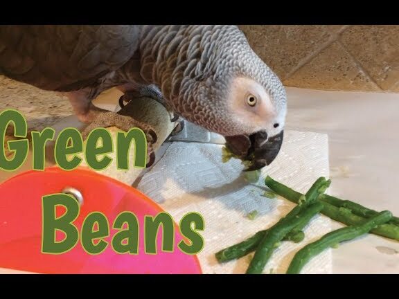 Loro Einstein comiendo un bocadillo de judías verdes - YouTube