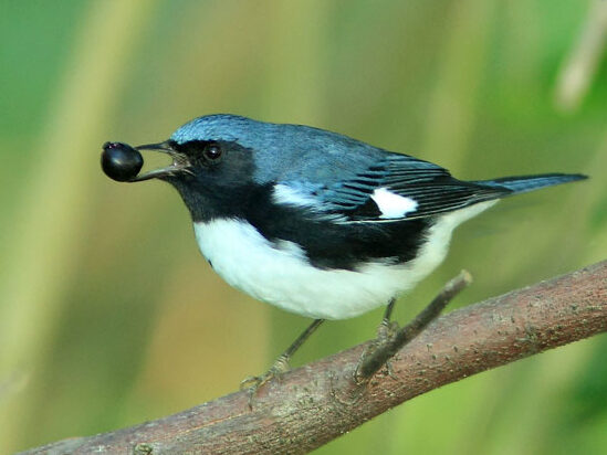 Viviendo en la Tierra: BirdNote®: ¿Cuánto comen las aves?