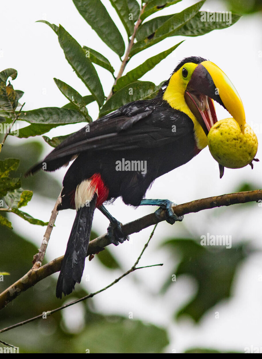 Animal de guayaba en alta resolución fotografías e imágenes de stock - Alamy