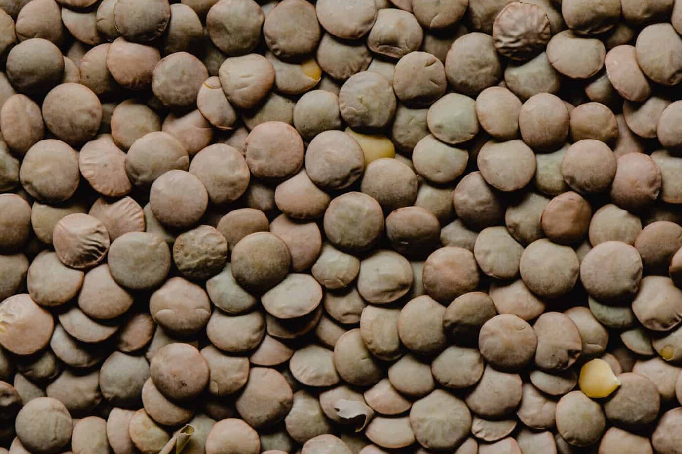 ¿Pueden los pájaros comer lentejas? Qué tipos debes dar a las aves ¿Pueden las gallinas comer lentejas?