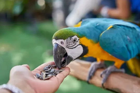 ¿Qué comen los loros?