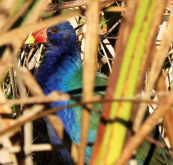 Hechos y mitos sobre la observación de aves |