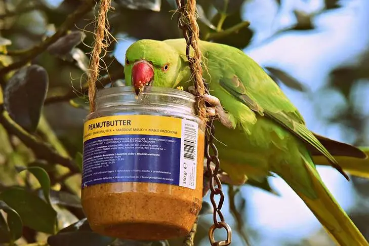 ¿Pueden los periquitos comer mantequilla de maní?
