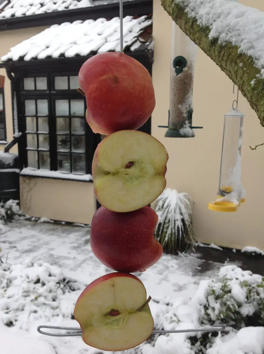 6 formas de colgar manzanas para alimentar a los pájaros - WildlifeGadgetman.com