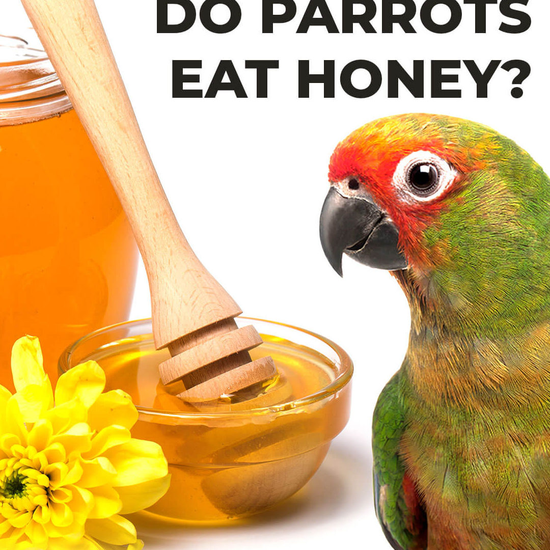 ¿Pueden los loros comer miel?