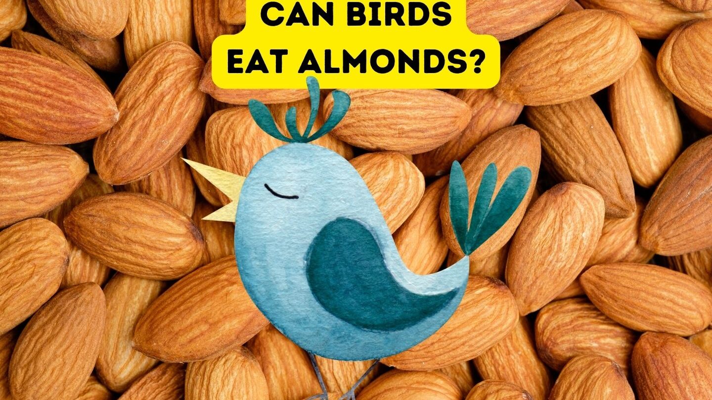 ¿Pueden los pájaros comer almendras?