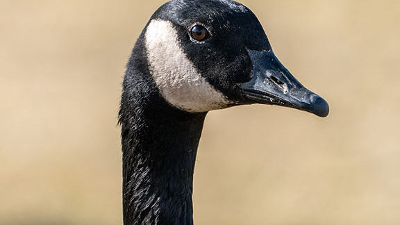 ¿El pan es bueno para los pájaros?