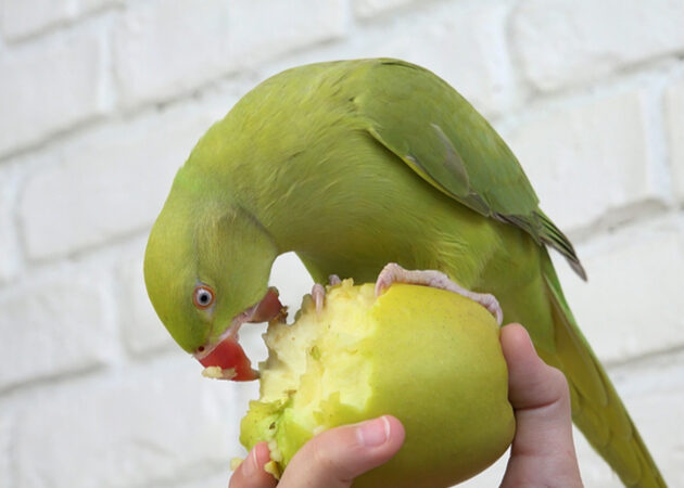 Frutas y verduras para pájaros: lo que tu mascota puede y no puede comer